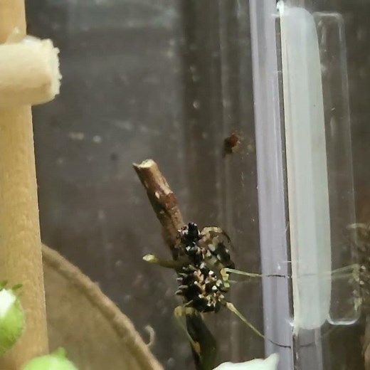 Spiny Flower Mantis #mantis #preyingmantis #hunter #insect #spinyflowermantis