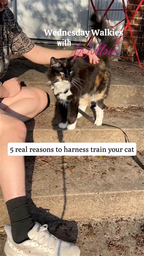 why i harness trained my cat (the real benefits of walkies) 🐾🌿 | Wednesday Walkies with Willow