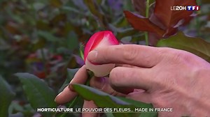 8.4K views · 159 reactions | Cette année 2021, les horticulteurs ont un peu plus de perspectives. Si tout se passe bien d'ici trois semaines, la fête des grands-mères leur donnera un nouveau souffle économique. Reportage. | TF1 INFO | Facebook