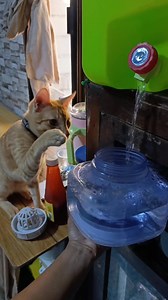 693K views · 11K reactions | Nemo very maarte  #fypシ゚ #reelsviralシ #fbreelsfypシ゚ #starseverywhereシ #funnyreelsvideo #reelsfypシ #trendingreels #funnyreelsvideoシ #funnyreels #catsofinstagram #catslife #cats #cat #nemo #follower #highlight | Joane De la Cruz | Facebook