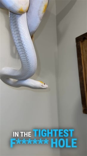 Wesley Jessen | Sunflower the wet noodle #retic #reticulatedpythonsofinstagram #reticulated python #piedretic #pied #python #pythons #pythonsofinstagram... | Instagram