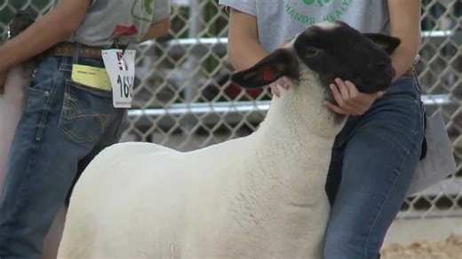 Iowa State Fair 2024 4-H sheep show takes center stage