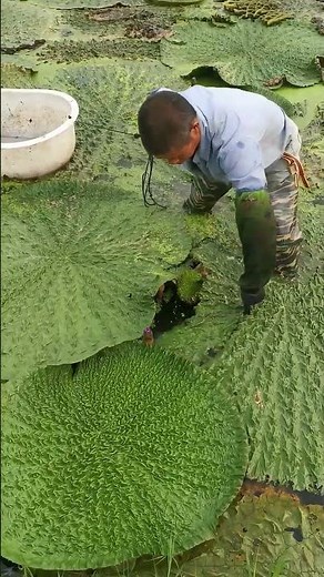 Satisfying Process Of Harvesting Gordon Euryale Seed !