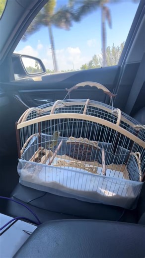 135K views · 4.1K reactions | Canary bird singing  | Canary birds Kanarienvögel | Facebook