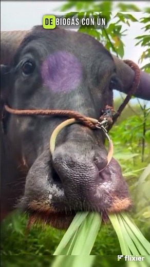 ENERGIA INFINITA DE LA BOÑIGA #pecuaria #medioambiente #campo