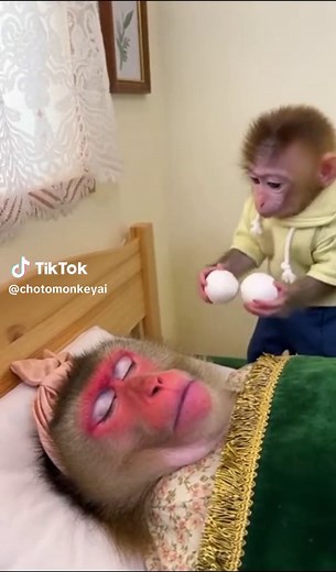 Funny Baby Monkey Moments That Will Make You Smile