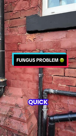Identifying Unusual Fungus Growth in Damp Walls