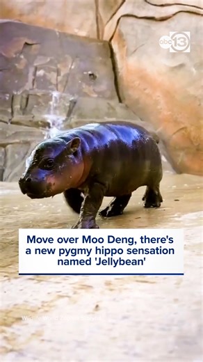 A baby pygmy hippopotamus is stealing the spotlight at Wildlife World Zoo in Arizona after being given a name to rival the cuteness of Moo Deng: Jellybean. 🦛 | ABC13 Houston