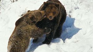 „Wir sahen uns an“: Skiwanderer treffen auf Bären – Video aus Italien zeigt spektakuläre Begegnung