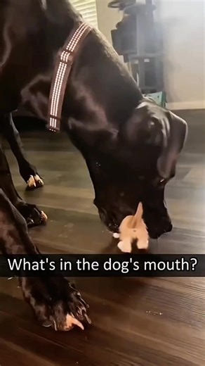 30K views · 2K reactions | Funny and cute dogs compilation 藍 | Cuteyfunny | Facebook
