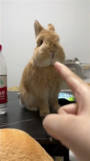 Adorable Rabbit and Its Loving Owner | Heartwarming Bond 🐰💖