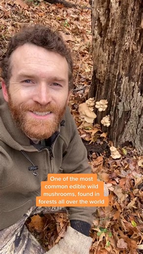 Wild winter oyster mushroom harvest and identification! #LearnOnTikTok #foraging #fueledbynature #wildfood #oystermushroom | Huntingactor