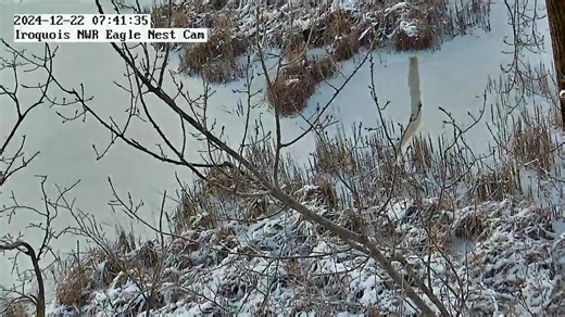4.1K views · 179 reactions | Check out a red fox that is visible on the ice below the eagle nest on the first morning after the winter solstice in the Iroquois National Wildlife Refuge yesterday. Watch the Iroquois National Wildlife Bald Eagle Cam LIVE Here: https://pixcams.com/iroquois-national-wildlife-refuge-bald-eagle-camera/ #fox #redfox #eagle #eaglecam #livestream | PixCams | Facebook