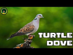 Two Turtle Doves || Facts about European Turtle Doves