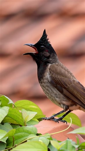 Experience the clear, intimate call of the **Sooty-headed Bulbul (Pycnonotus aurigaster)** in stunning 4K. In this quick yet vivid reels, we capture a close-up field recording of the bulbul’s rapid whistled notes and chatty chirps — perfect for birdwatchers, sound-identification practice, and quick ASMR breaks. You’ll clearly hear the patterned call and brief alarm notes that help identify this species, all recorded with minimal background noise to preserve the bird’s natural voice. #sootyheaded