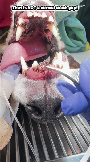 The Biggest Hair Clumps Were Trapped in His Mouth! 🐶🦷 #dog #shorts