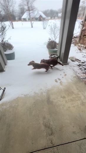 Our little weiners, Copper & Harley, LOVE the snow ❄️ @Raymond @Katie #winterstorm2026 #oklahoma #weinerdog #love #winter