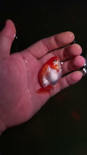 Very small goldfish fry! The appearance is also very good! #goldfish #koi #aquarium