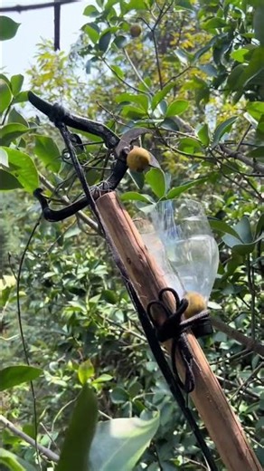DIY Fruit Picker Tool Using a Plastic Bottle & Scissors 🍎♻️