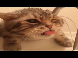 Funny Cats in Water Compilation 🐱 Cats Hate Falling in Water