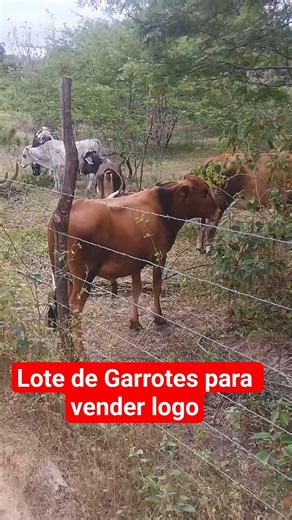 lotes de garrote para vender logo no nordeste