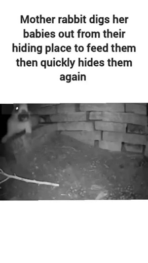 memelogist on Instagram: "The instagram reel viral post by @TaraBull showcases a 1-minute night-vision video of a wild mother rabbit unearthing her litter of five kits from a soil-and-fur nest, nursing them briefly, then reburying them, amassing 35,000+ likes for highlighting efficient maternal instinct. Female rabbits nurse offspring just once daily for about 3 minutes, a strategy confirmed in studies like those in the European Journal of Neuroscience, which minimizes scent trails and predator 