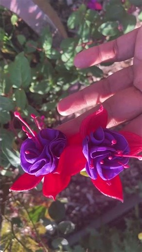 Did you know fuchsia is named after the 16th-century German botanist Leonhart Fuchs