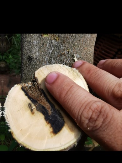 #creatorsearchinsights #fyppppppppppppppppppppppp #fyp #agarwoodmalaysia #gaharumalaysia