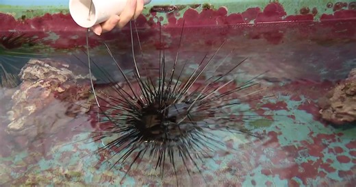 Researchers at Apollo Beach study sea urchins and coral to help restore Florida’s reefs