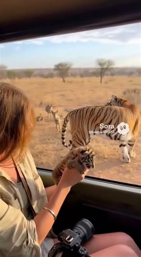 Tiger Shields Its Cub Transfer #tiger #wildlifeshowdown #continuousshot
