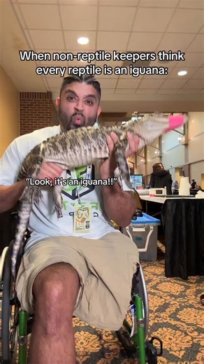 When non-reptile keepers call every lizard-shaped animal an iguana @inspireexotics Thank you @klondikekidexotics for letting us hangout with Gatorzilla!! • • • • #alligator #reptilekeeper #fyp #animals #reptilesoftiktok #exoticpets #animallover #reptiles #expo | Ben Singh