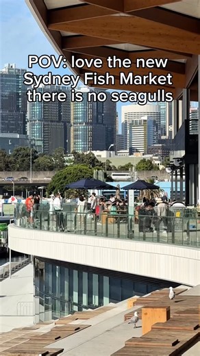 Back when I thought the new #SydneyFishMarket has no #seagull #seagulls to only find out that they are now back 😭#seafood #birds | adrianwidjy