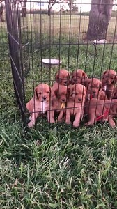 I hope this video gives a better perspective as to the size of a Cuddle Cavapoo puppy. They are 5 weeks old and only weigh 2 to 3 lbs. They grow to be very nice medium sized dogs with the average range of 25 to 30 lbs with some dogs reaching 40lbs and some only weighing 15 lbs. Close up photos make them look bigger than there are so I’ve had more than a few people say that their puppy was smaller than they expected. Cuddle Cavapoos provide another size potential for an already fantastic breed. #