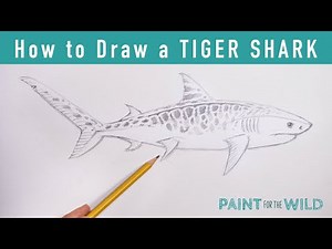 Draw a Tiger Shark in 15 Minutes