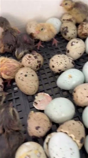 Quail chicks HATCHING right now! 🐣💥 #quail #hatching #eggs #egg #cute