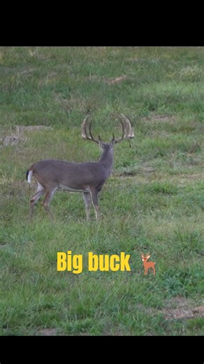 Big Buck Appears Out of Nowhere! 🦌🔥 #deerhunting #deer #season #2025 #wildlife #outdoors #apex #ypp