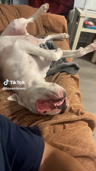 Dewey on TikTok