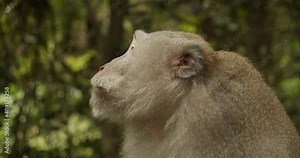 Close up of a macaque monkey talking and making noises in the forest. Adult brown furry monkey yelling in the nature.