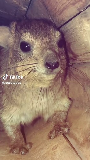 Hyrax: What Does This Little Creature Do?