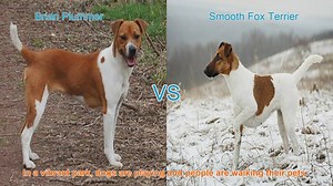 Comparing Brian Plummer Terrier and Smooth Fox Terrier: A Breed Showdown