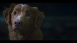 Good Boy - Official Trailer