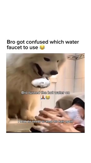 This dog couldn’t wait 😂 #memesdaily #memes