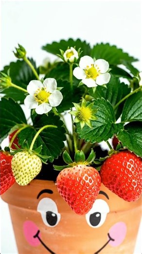 Strawberry Growing Time-Lapse