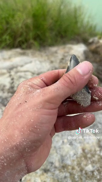 Exploring the Mysteries of Megalodon Fossils in the Ocean