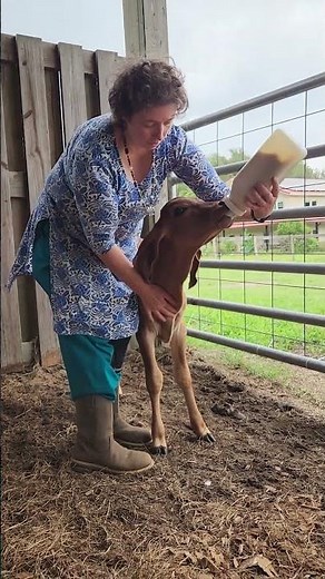 Calf Sucks Yummy Milk!#shorts #cows