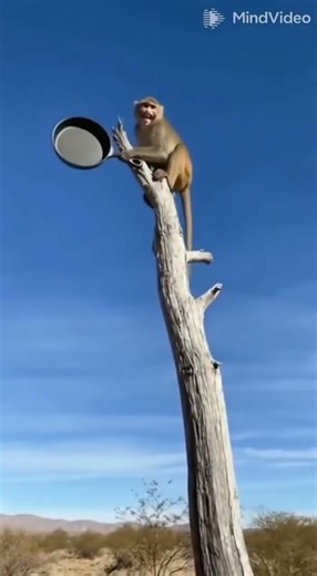 Viral Wildlife Comedy! Monkey Uses Frying Pan to SMACK a Cougar Off a Tree! 🤣 (Unbelievable)