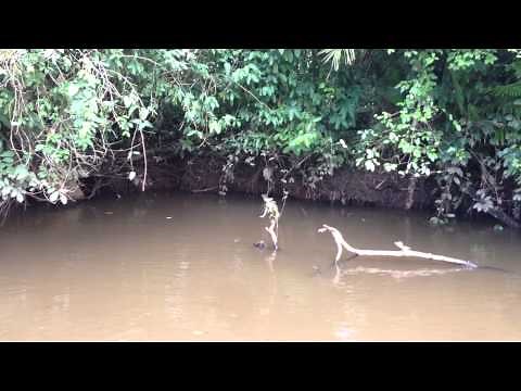 Green Basilisk Lizard walks on water