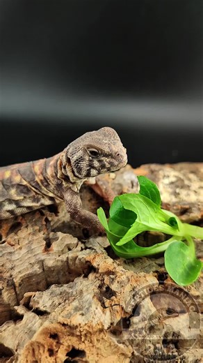Delicious meal 🦎 #rma_reptilesmaniac #rma #uromastyx #lizard