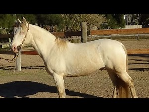 Caballo Criollo Puro bayo huevo de pato CHUSCO HELIOS - $2.000.000 - LOSEQUINOS.COM