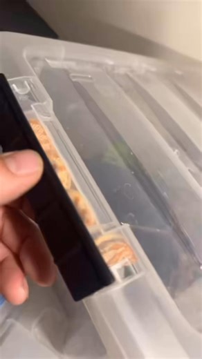 549K views · 16K reactions | Snake clips. #ballpython #snake #reptile #idaho #boise #pet #pets #daily #instagram #tiktok #reels #cute #fun #happy #ballpythonsoftiktok #ballpythons #ballpythonmorphs #royal Python #ballpythonsofinstagram #python #pythons #snakes #snek #reptilesofinstagram #reptilelover #reptilekeeper #reptiles | Black Lake Reptiles | Facebook